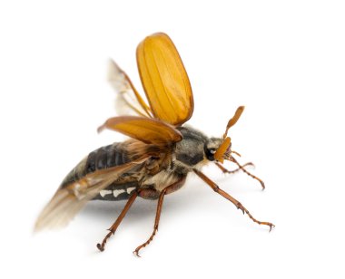 erkek cockchafer, baktım baktım, uçan, ayrıca olarak bilinen bug, mitchamador, billy cadı veya spang beyaz arka planı beetle