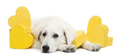 Sarı kalpler arasında yalan tatra çoban köpeği Lehçe (Ayrıca bilinen bir