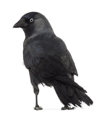 Rear view of a Western Jackdaw looking back, Corvus monedula, (or Eurasian Jackdaw, or European Jackdaw or simply Jackdaw) against white background clipart