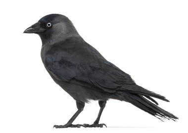 Side view of a Western Jackdaw, Corvus monedula, (or Eurasian Jackdaw, or European Jackdaw or simply Jackdaw) against white background clipart