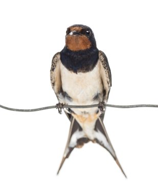 kırlangıcı, hirundo rustica, bir tel beyaz arka plan üzerinde tünemiş.