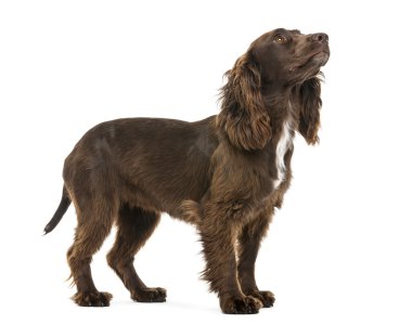 çalışma spanyel, beyaz arka planı karşı arıyor 2 yaşında