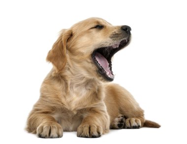 Golden retriever yavrusu, 7 hafta yaşlı, yalan ve beyaz arka planı esneme