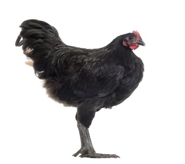 australorp, 5 ay yaşlı, beyaz arka planı