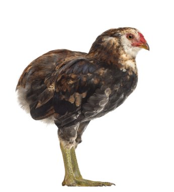bir araucana 5 ay yaşlı, beyaz arka planı yan görünüm
