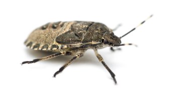 hata, beyaz bir arka plana dayanır troilus luridus kalkan