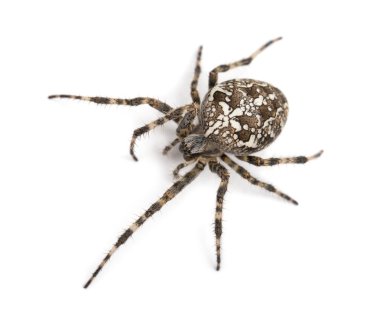 Avrupa Bahçe örümcek, beyaz bir arka plana dayanır araneus diadematus Üstten Görünüm