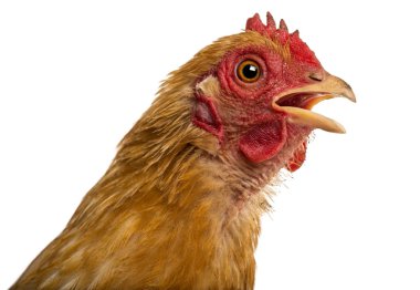 Close up of a dirty Crossbreed rooster, Pekin and Wyandotte, against white background