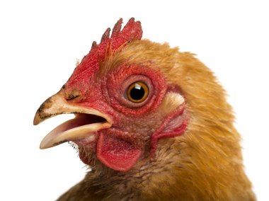 Close up of a dirty Crossbreed rooster, Pekin and Wyandotte, against white background