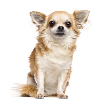 Chihuahua, 10 yıl yaşlı, oturma ve beyaz arka plan kamera bakıyor