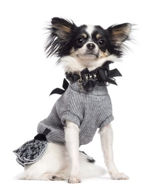 Chihuahua, 3.5 yıl yaşlı, oturan, giyin ve beyaz arka plan kamera bakıyor