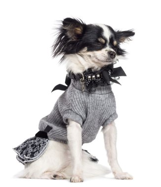Chihuahua, 3.5 yıl yaşlı, beyaz arka planı oturan
