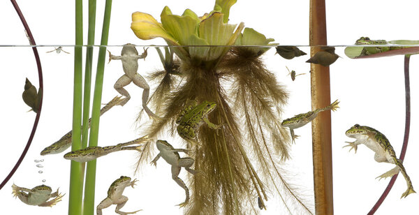 Общеевропейская лягушка или съедобная лягушка, Rana esculenta в воде с растениями и насекомыми на белом фоне
