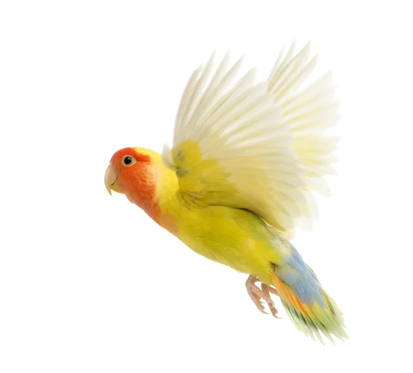 Volare Lovebird dalla faccia rosata, Agapornis roseicollis, noto anche come Lovebird dalla faccia di pesca davanti allo sfondo bianco — Foto Stock