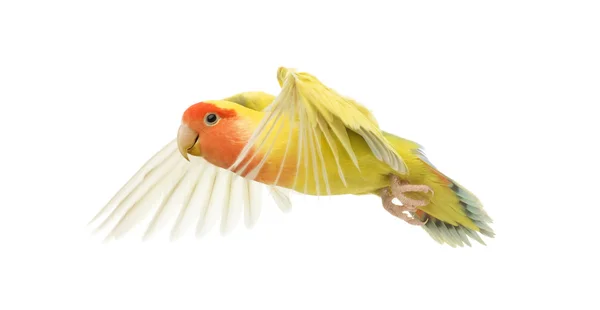 Volare Lovebird dalla faccia rosata, Agapornis roseicollis, noto anche come Lovebird dalla faccia di pesca davanti allo sfondo bianco — Foto Stock