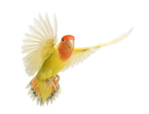 Retrato de Rosy-faced Lovebird voando, Agapornis roseicollis, também conhecido como o Peach-faced Lovebird na frente de fundo branco — Fotografia de Stock