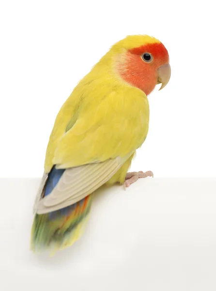 Lovebird dalla faccia rosata, Agapornis roseicollis, noto anche come Lovebird dalla faccia di pesca sullo sfondo bianco — Foto Stock