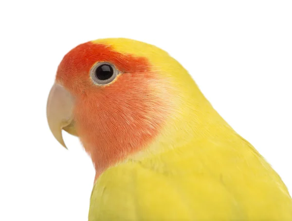 Portret van rosy-faced dwergpapegaaien, agapornis roseicollis, ook bekend als de perzik-faced dwergpapegaaien tegen witte achtergrond — Stockfoto