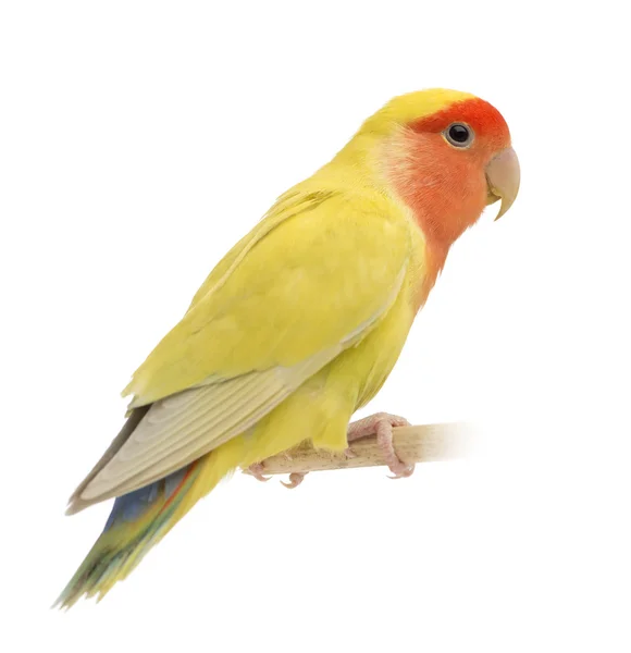 Ρόδινο-που αντιμετωπίζουν lovebird agapornis roseicollis, επίσης γνωστή ως το ροδάκινο-που αντιμετωπίζουν lovebird λευκό φόντο — Φωτογραφία Αρχείου