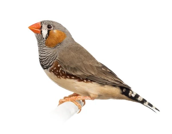 Zebra Finch, Taeniopygia guttata, sullo sfondo bianco — Foto Stock