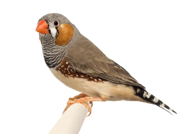 Zebra Finch, Taeniopygia guttata, contra fundo branco — Fotografia de Stock