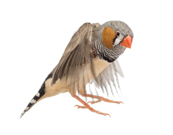 Zebra Finch volant, Taeniopygia guttata, sur fond blanc — Photo