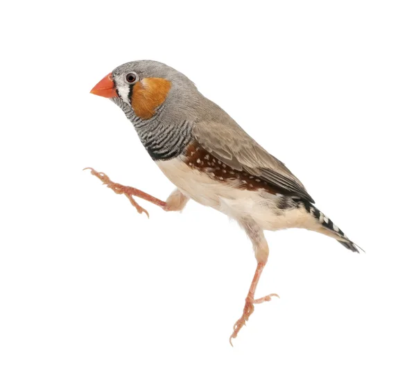 Zebra Finch saltando, Taeniopygia guttata, sobre fondo blanco —  Fotos de Stock