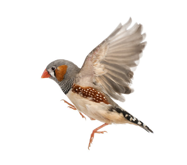 Zebra Finch flying, Taeniopygia guttata, against white background
