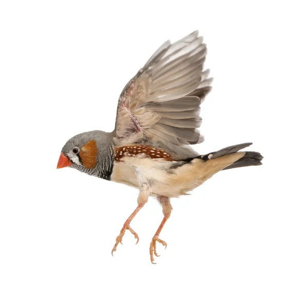 Zebra Finch in volo, Taeniopygia guttata, sullo sfondo bianco — Foto Stock