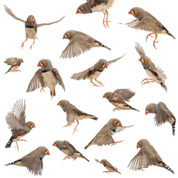 Composition of Zebra Finch flying, Taeniopygia guttata, against white background