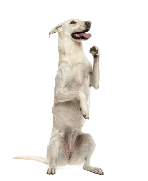Beyaz arka plan arka ayakları üzerinde duran köpek crossbreed — Stok fotoğraf