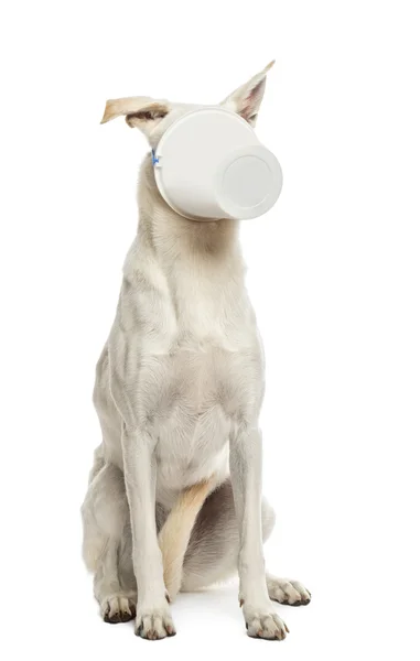 Crossbreed cão sentado com balde de plástico em seu rosto contra w — Fotografia de Stock