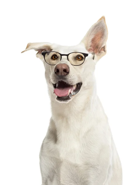 Chien croisé portant des lunettes sur fond blanc — Photo
