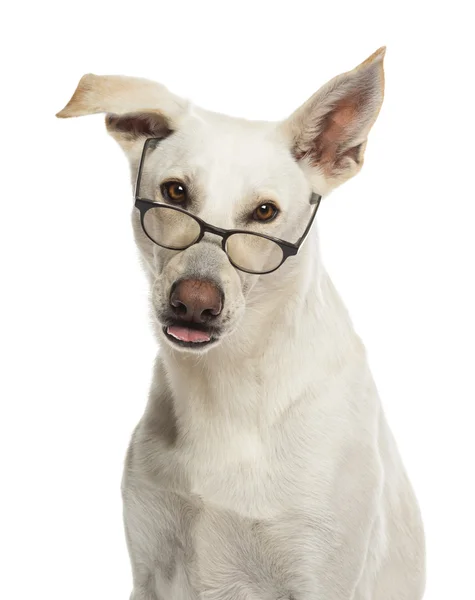 Ritratto di cane di razza incrociata che indossa occhiali sullo sfondo bianco — Foto Stock
