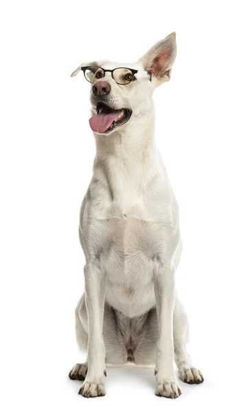 Mieszaniec pies siedzi i noszenie okularów na białym tle — Zdjęcie stockowe