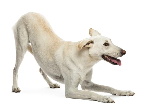 Mischlingshund vor weißem Hintergrund — Stockfoto