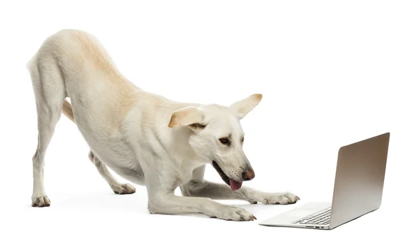 Crossbreed dog looking at laptop against white background — Stock Photo, Image