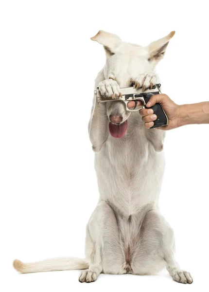 Semi-automatic pistol pointed at Crossbreed dog on hind legs hol — Stock Photo, Image