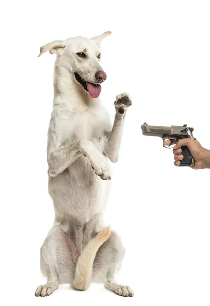 Semi-automatic pistol pointed at Crossbreed dog standing on hind — Stock Photo, Image