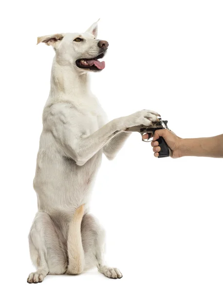 Pistola semi-automática apontada para Crossbreed cão em patas traseiras sagacidade — Fotografia de Stock