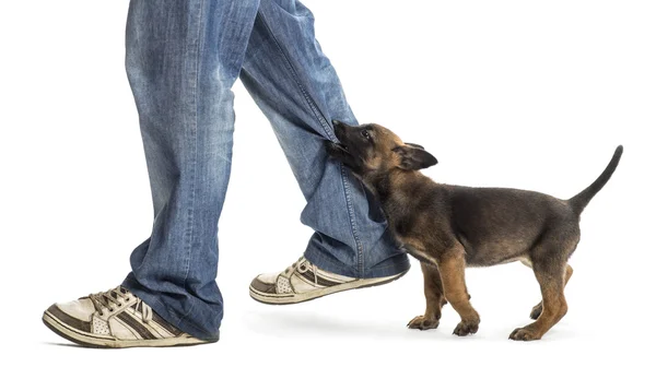 Belgian shepherd puppy biting leg against white background — Stock Photo, Image