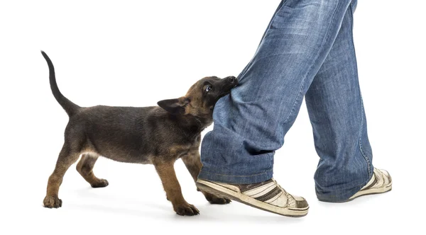 Belga pastor cachorro mordiendo pierna contra fondo blanco — Foto de Stock