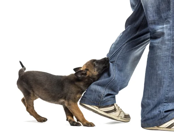 Belga pastor cachorro mordiendo pierna contra fondo blanco — Foto de Stock