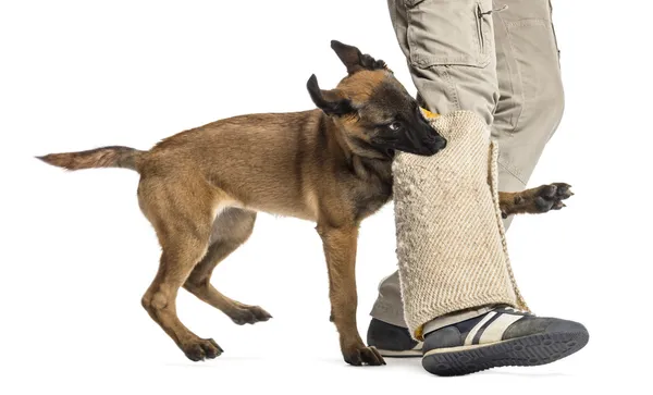 Pastor belga cachorro mordendo perna protegida contra fundo branco — Fotografia de Stock