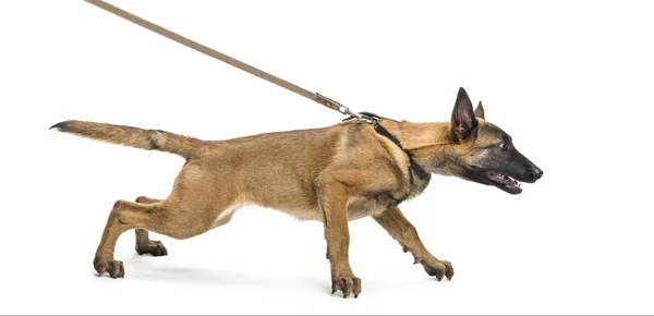 Belgischer Schäferhund angeleint vor weißem Hintergrund — Stockfoto