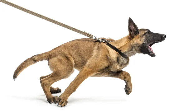 Belgischer Schäferhund angeleint und aggressiv vor weißem Hintergrund — Stockfoto