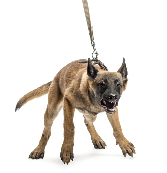 Belgian Shepherd leashed and aggressive against white background — Stock Photo, Image