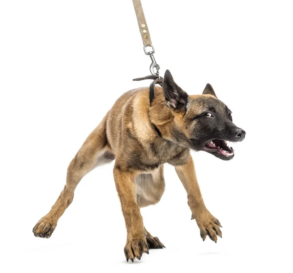 Belgischer Schäferhund angeleint und aggressiv vor weißem Hintergrund — Stockfoto