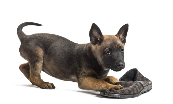 Belgian Shepherd puppy playing with a slipper against white background — Stock Photo, Image