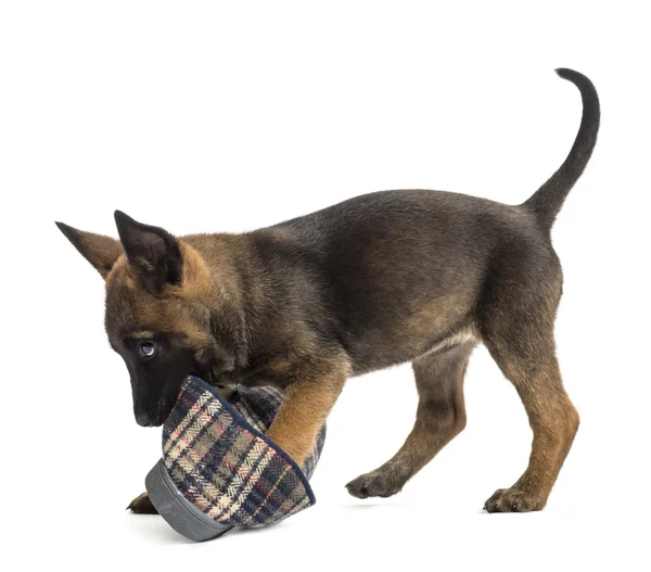 Belga Pastor cachorro jugando con una zapatilla sobre fondo blanco — Foto de Stock